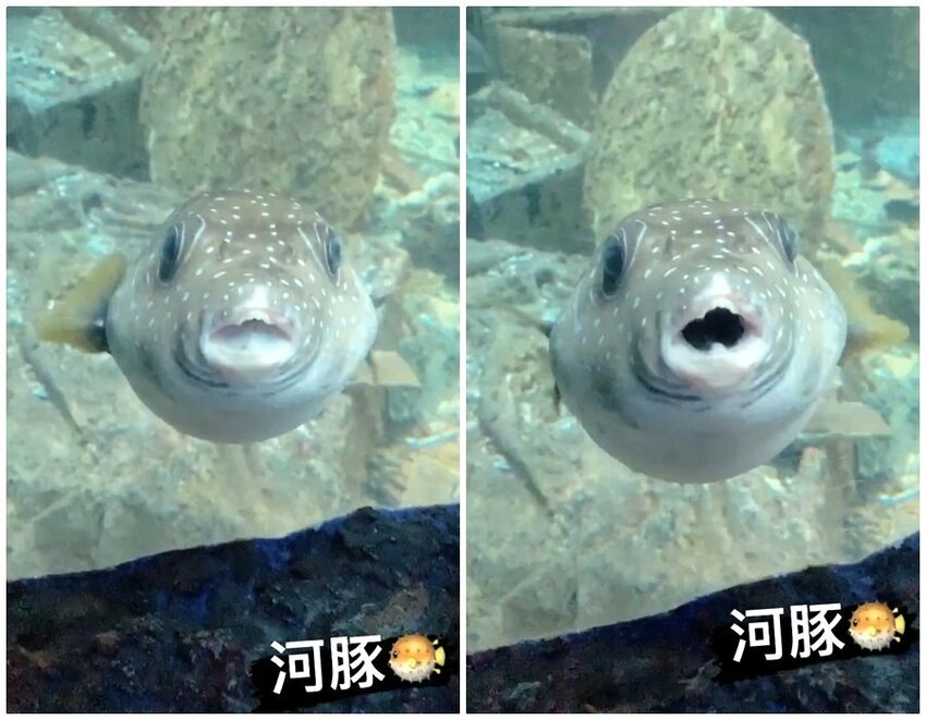 全台最大屏東墾丁海生館!偶像劇必拍景點!小白鯨超級可愛很會自拍,工讀生出來歐!