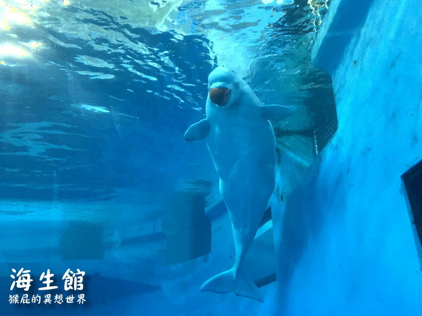 全台最大屏東墾丁海生館!偶像劇必拍景點!小白鯨超級可愛很會自拍,工讀生出來歐!