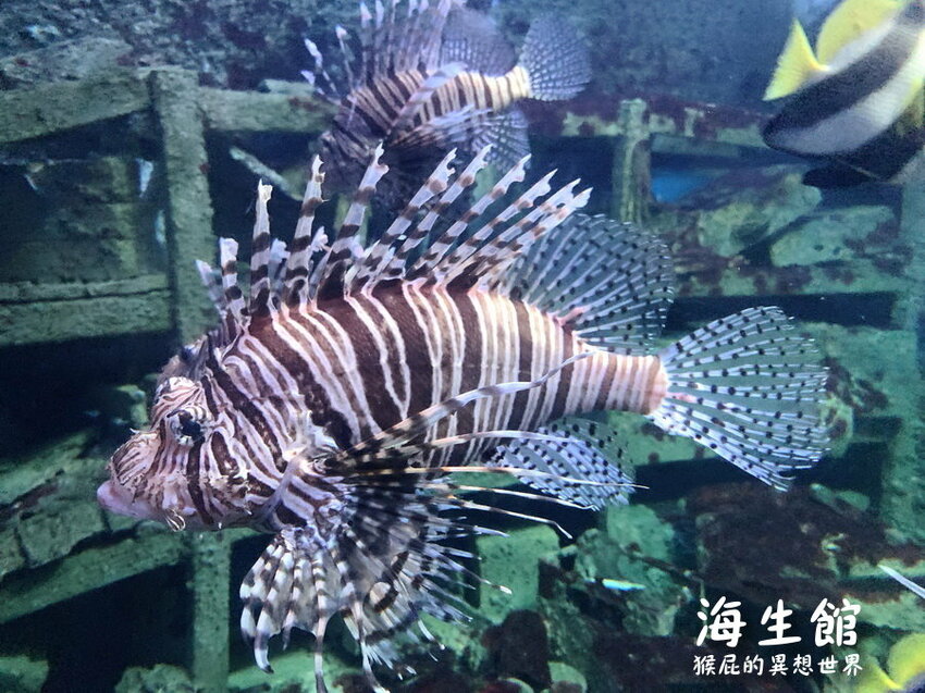 全台最大屏東墾丁海生館!偶像劇必拍景點!小白鯨超級可愛很會自拍,工讀生出來歐!