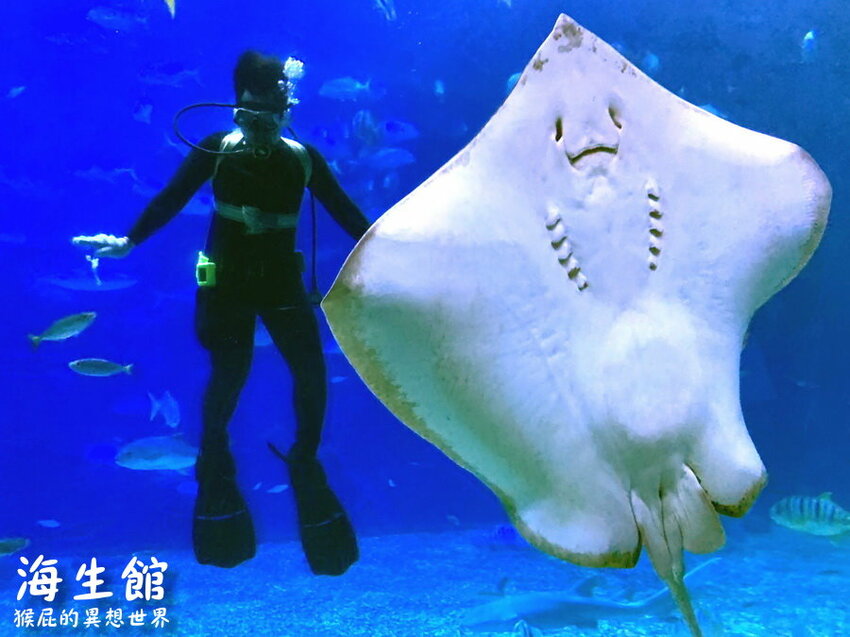 全台最大屏東墾丁海生館!偶像劇必拍景點!小白鯨超級可愛很會自拍,工讀生出來歐!