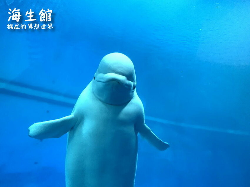 全台最大屏東墾丁海生館!偶像劇必拍景點!小白鯨超級可愛很會自拍,工讀生出來歐!