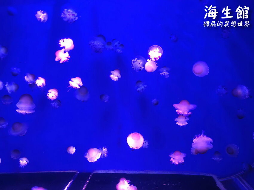 全台最大屏東墾丁海生館!偶像劇必拍景點!小白鯨超級可愛很會自拍,工讀生出來歐!