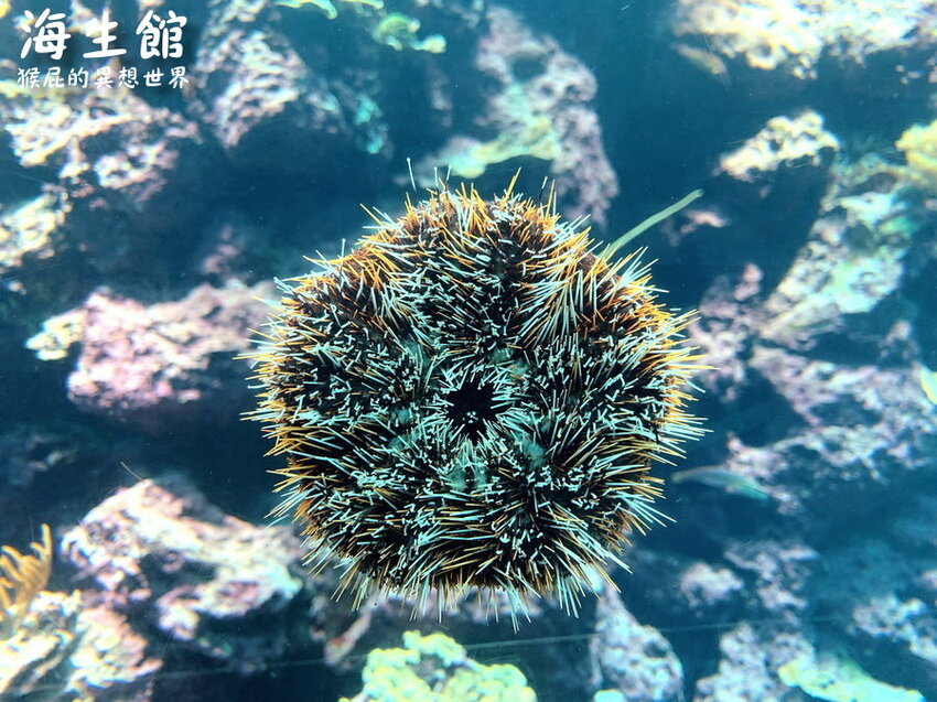 全台最大屏東墾丁海生館!偶像劇必拍景點!小白鯨超級可愛很會自拍,工讀生出來歐!