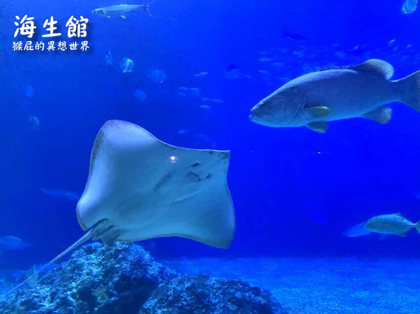 全台最大屏東墾丁海生館!偶像劇必拍景點!小白鯨超級可愛很會自拍,工讀生出來歐!