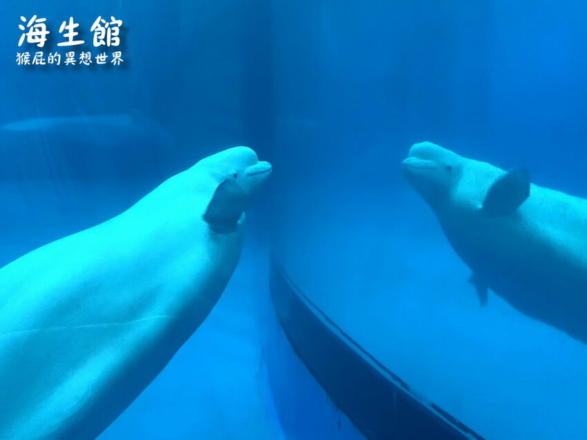 全台最大屏東墾丁海生館!偶像劇必拍景點!小白鯨超級可愛很會自拍,工讀生出來歐!