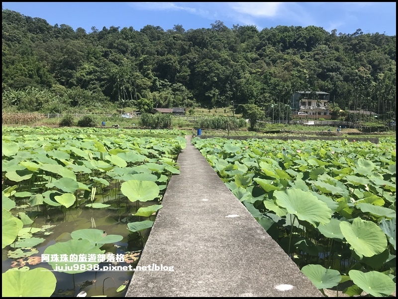 雙溪荷花園8.JPG