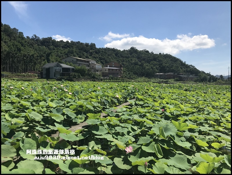 雙溪荷花園9.JPG