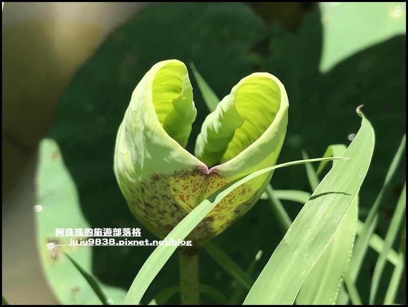 雙溪荷花園18.JPG