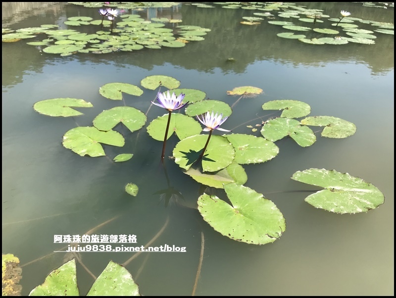 雙溪荷花園16.JPG