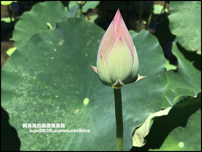 雙溪荷花園12.JPG