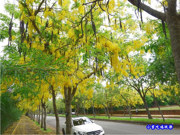台中-都會園路-盛開阿勃勒7.jpg