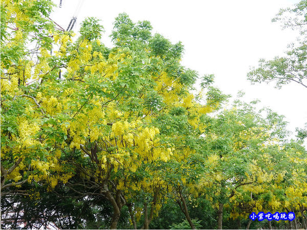 台中-都會園路-盛開阿勃勒2.jpg