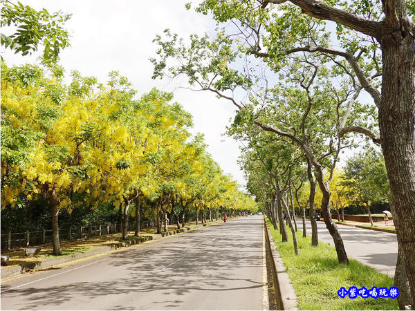 台中-都會園路-盛開阿勃勒16.jpg