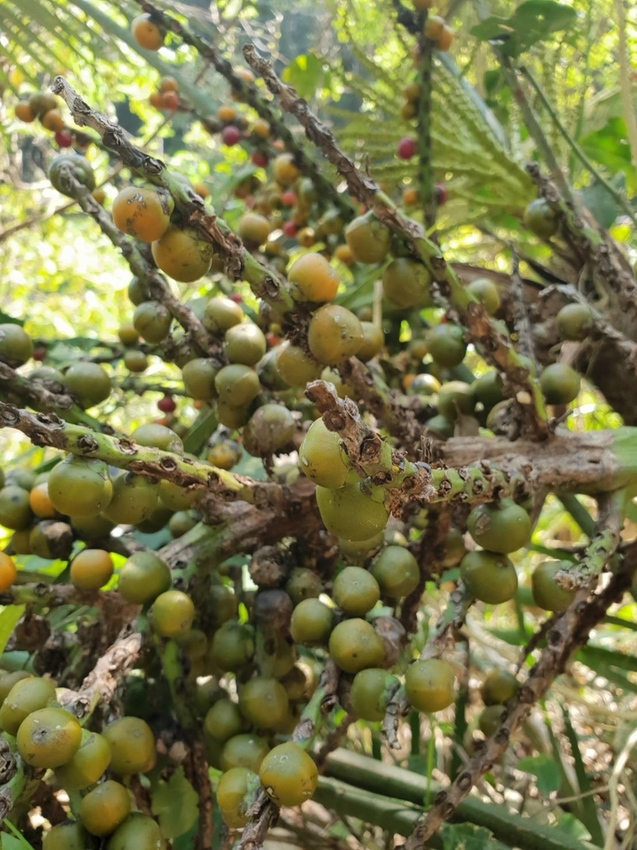 【新竹.尖石鄉】老鷹溪親子親水步道。平緩好走30分鐘可抵ˋ達瀑布。享受森林芬多精的洗禮