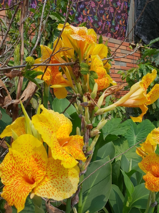 【新竹.尖石鄉】老鷹溪親子親水步道。平緩好走30分鐘可抵ˋ達瀑布。享受森林芬多精的洗禮