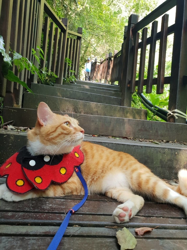 【新竹.尖石鄉】老鷹溪親子親水步道。平緩好走30分鐘可抵ˋ達瀑布。享受森林芬多精的洗禮