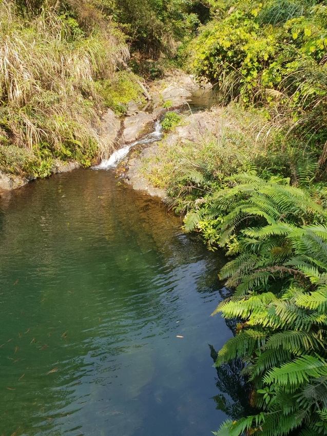 【新竹.尖石鄉】老鷹溪親子親水步道。平緩好走30分鐘可抵ˋ達瀑布。享受森林芬多精的洗禮