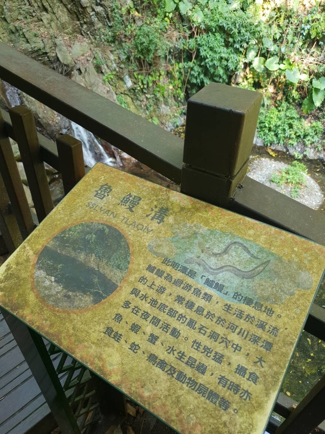 【新竹.尖石鄉】老鷹溪親子親水步道。平緩好走30分鐘可抵ˋ達瀑布。享受森林芬多精的洗禮