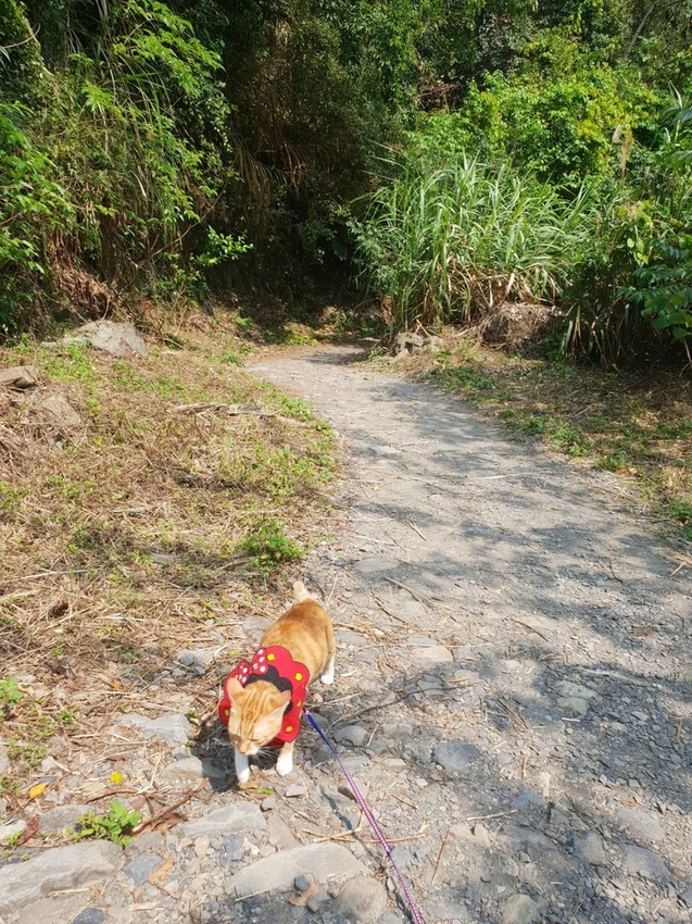 【新竹.尖石鄉】老鷹溪親子親水步道。平緩好走30分鐘可抵ˋ達瀑布。享受森林芬多精的洗禮
