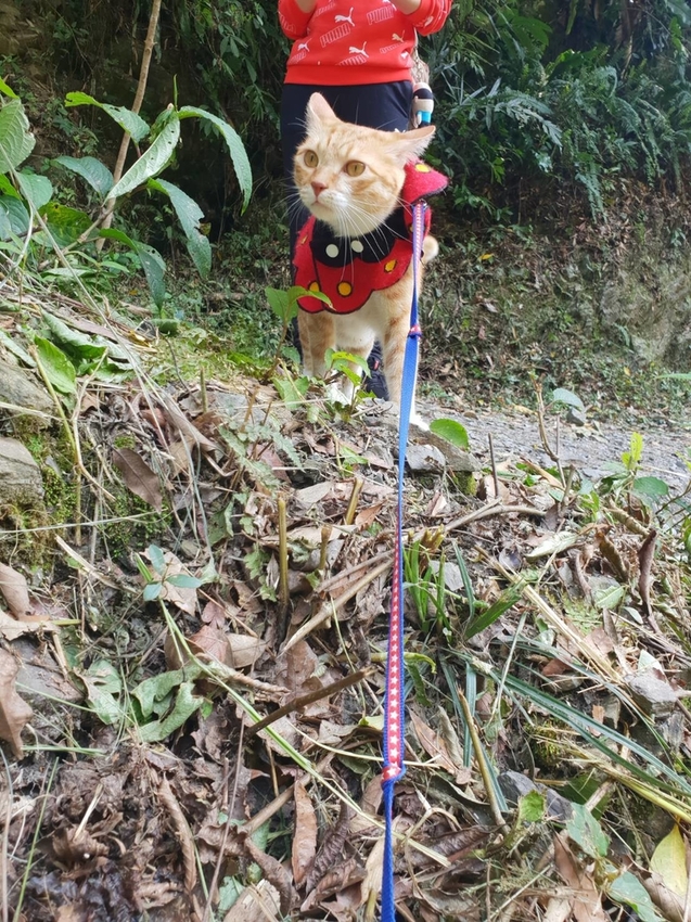 【新竹.尖石鄉】老鷹溪親子親水步道。平緩好走30分鐘可抵ˋ達瀑布。享受森林芬多精的洗禮