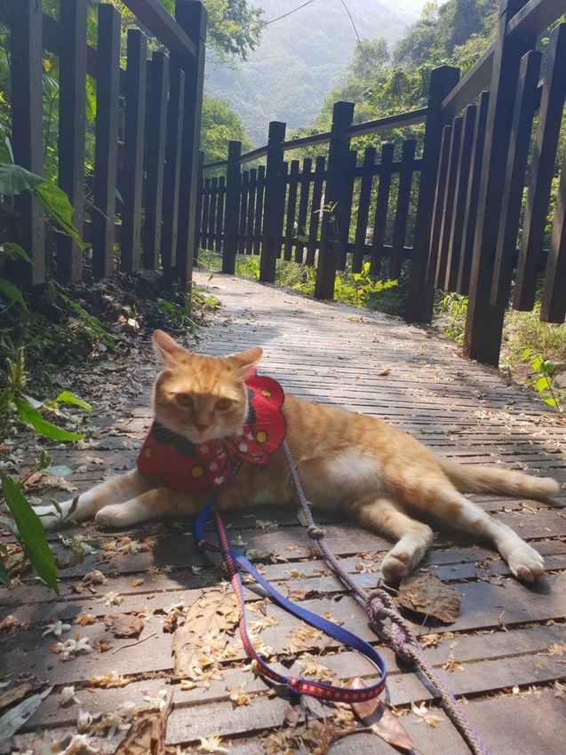 【新竹.尖石鄉】老鷹溪親子親水步道。平緩好走30分鐘可抵ˋ達瀑布。享受森林芬多精的洗禮