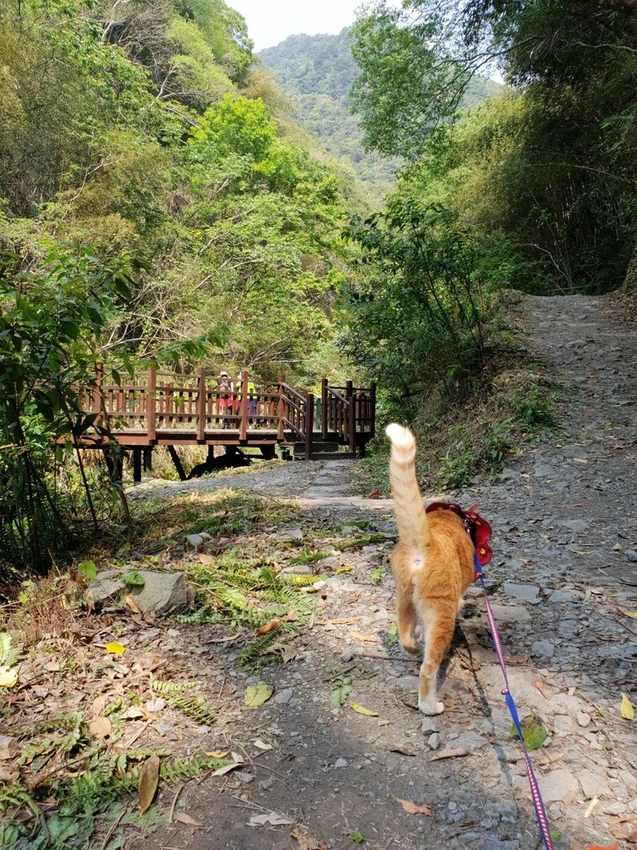 【新竹.尖石鄉】老鷹溪親子親水步道。平緩好走30分鐘可抵ˋ達瀑布。享受森林芬多精的洗禮