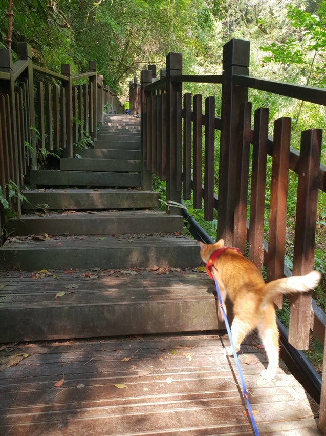 【新竹.尖石鄉】老鷹溪親子親水步道。平緩好走30分鐘可抵ˋ達瀑布。享受森林芬多精的洗禮