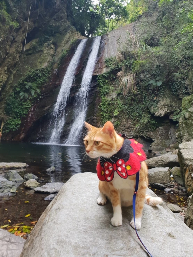 【新竹.尖石鄉】老鷹溪親子親水步道。平緩好走30分鐘可抵ˋ達瀑布。享受森林芬多精的洗禮