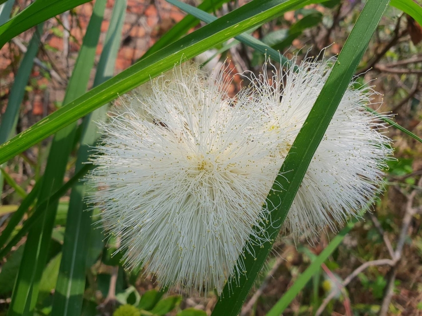 【新竹.尖石鄉】老鷹溪親子親水步道。平緩好走30分鐘可抵ˋ達瀑布。享受森林芬多精的洗禮