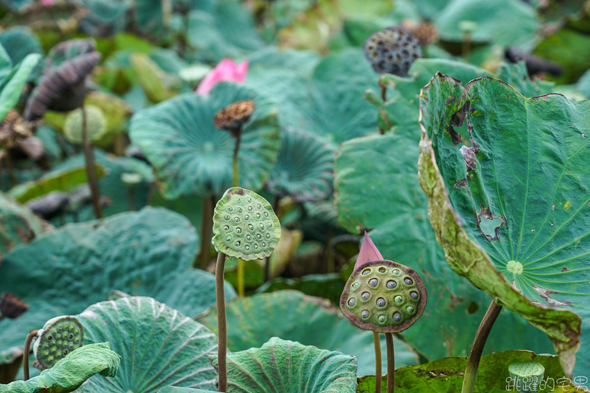 網美拍起來! 花蓮台11線最新看海咖啡廳 絕美海景 超可愛日式刨冰有夠好拍 浪花村 提供南洋料理、手沖咖啡