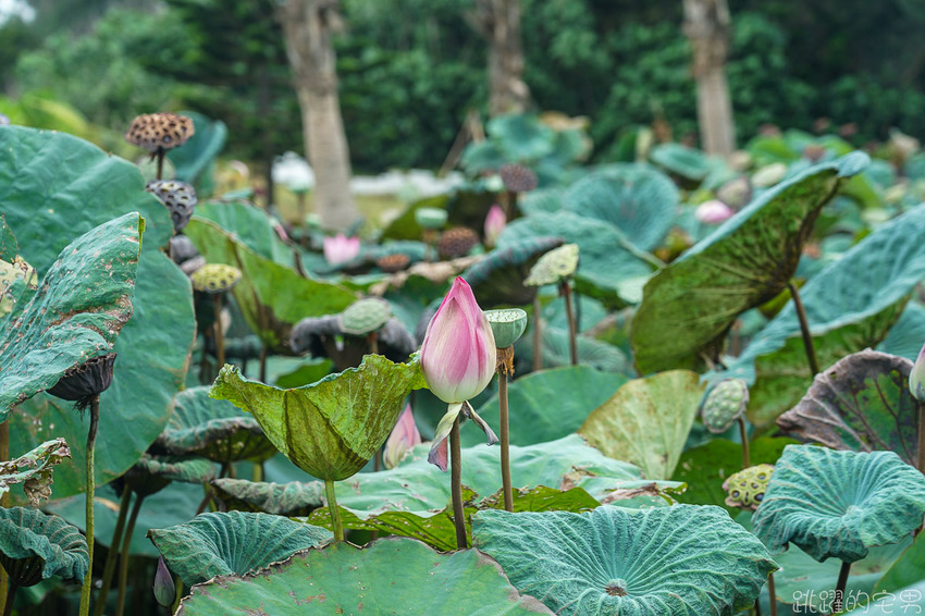 網美拍起來! 花蓮台11線最新看海咖啡廳 絕美海景 超可愛日式刨冰有夠好拍 浪花村 提供南洋料理、手沖咖啡