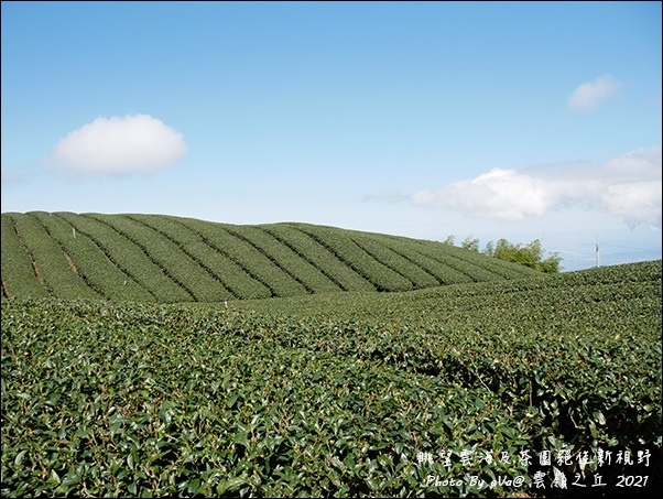 雲嶺之丘-23.jpg