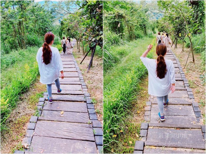 台中東勢 高接梨故鄉一日遊