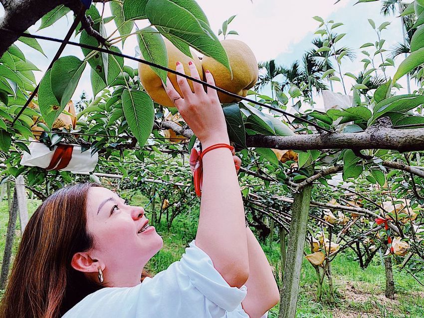 台中東勢 高接梨故鄉一日遊