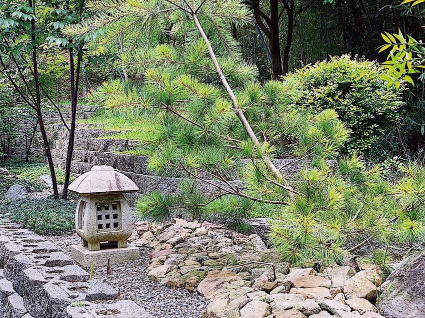 台中東勢 高接梨故鄉一日遊
