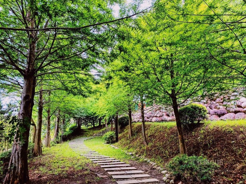 台中東勢 高接梨故鄉一日遊