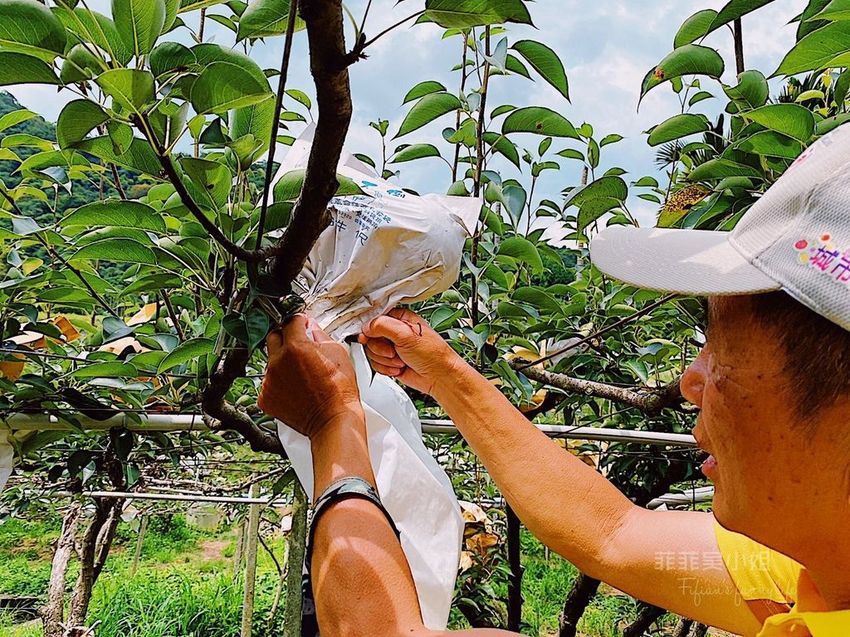 台中東勢 高接梨故鄉一日遊