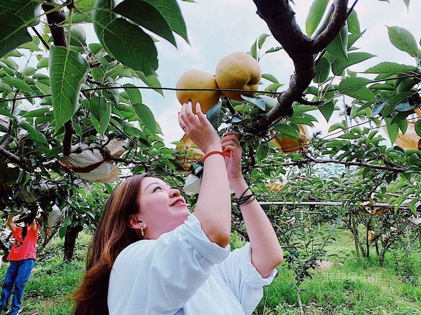 台中東勢 高接梨故鄉一日遊