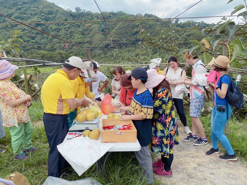 台中東勢 高接梨故鄉一日遊