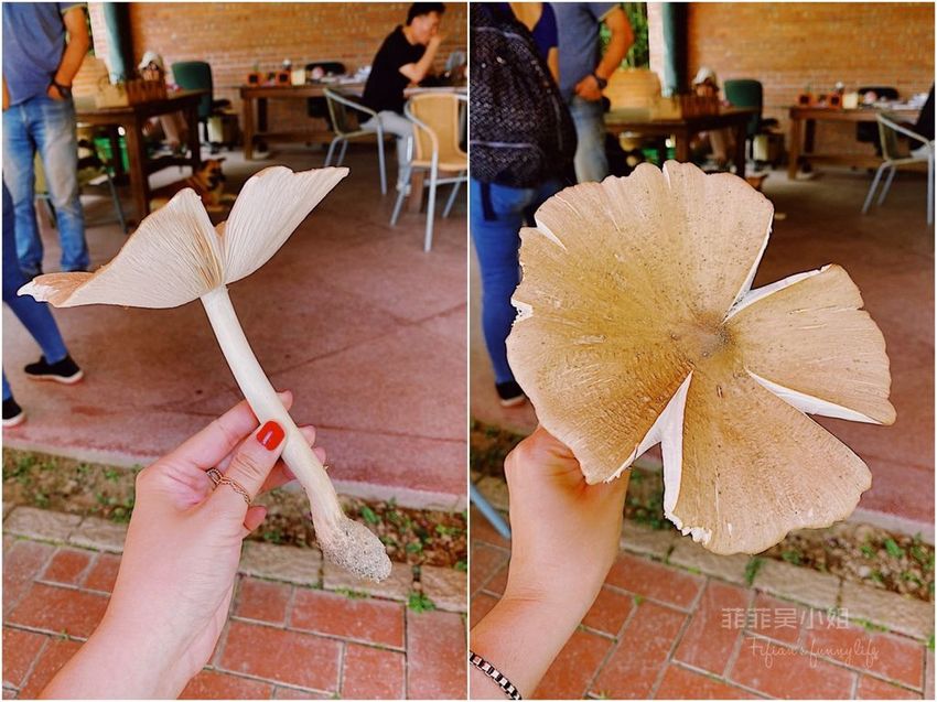 台中東勢 高接梨故鄉一日遊