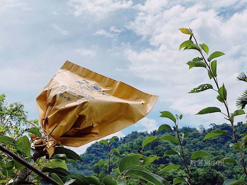 台中東勢 高接梨故鄉一日遊