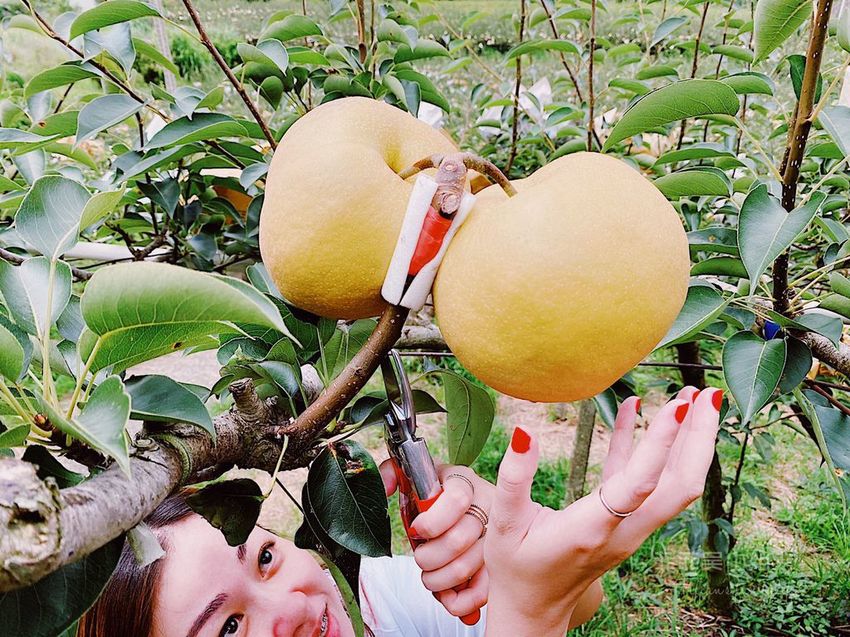 台中東勢 高接梨故鄉一日遊