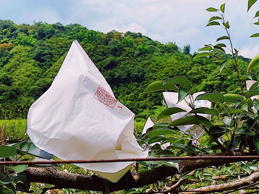 台中東勢 高接梨故鄉一日遊