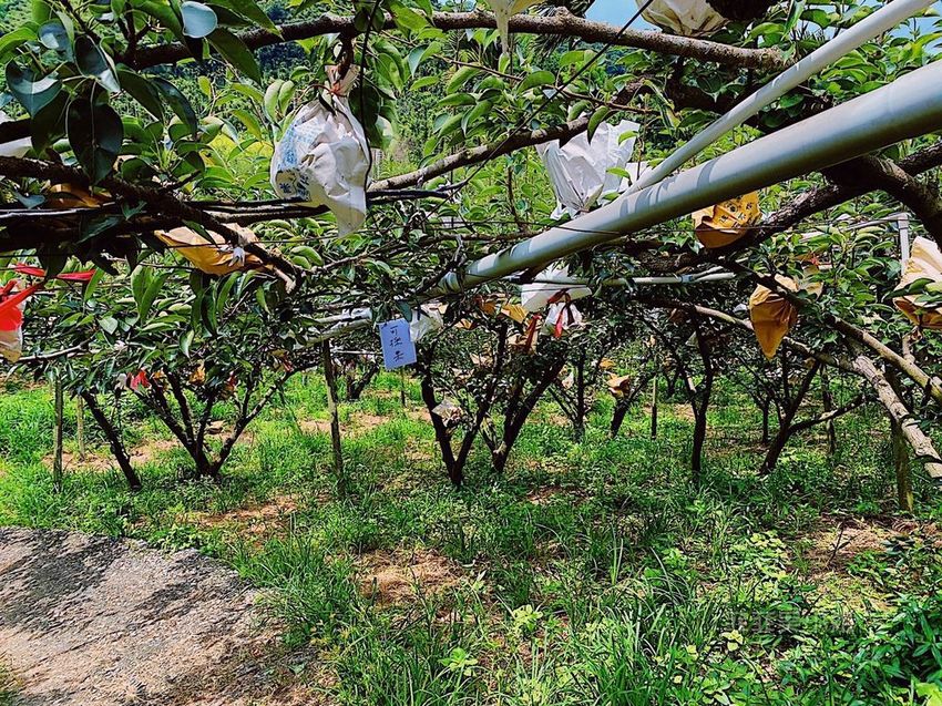 台中東勢 高接梨故鄉一日遊