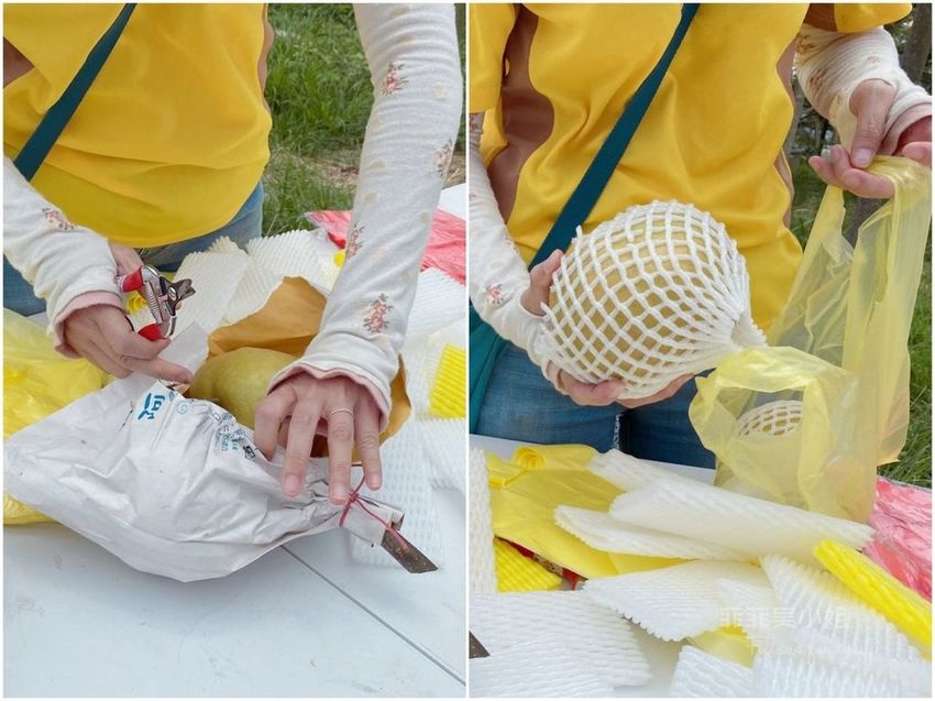台中東勢 高接梨故鄉一日遊