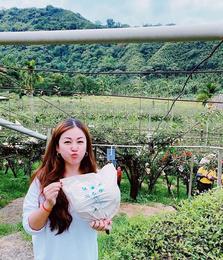 台中東勢 高接梨故鄉一日遊