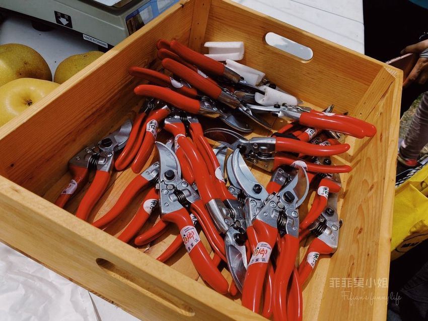 台中東勢 高接梨故鄉一日遊