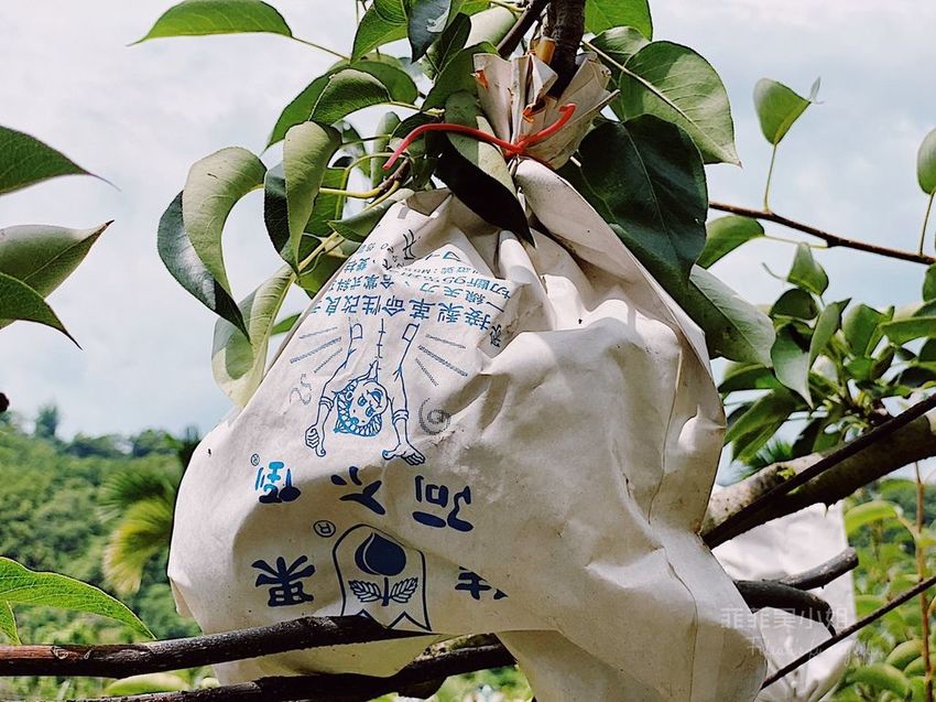 台中東勢 高接梨故鄉一日遊