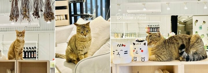 龍潭貓禾咖啡|乳姑山上的百萬夜景,有貓陪伴的不限時景觀餐廳 - 魚兒 x 牽手明太子的「視」界旅行