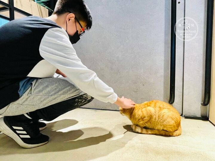 龍潭貓禾咖啡|乳姑山上的百萬夜景,有貓陪伴的不限時景觀餐廳 - 魚兒 x 牽手明太子的「視」界旅行